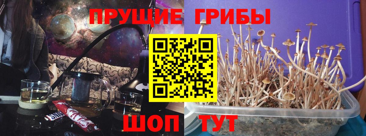 Галлюциногенные грибы Psilocybine cubensis  Вход с VPN  Тутаев  Псилоцибиновые грибы прущие грибы 